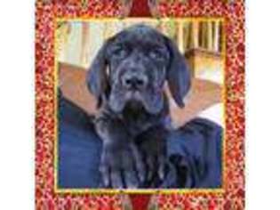 Great Dane Puppy for sale in Norwich, CT, USA