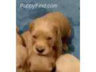 Golden Retriever Puppy for sale in Pahrump, NV, USA