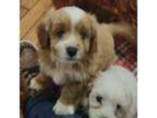 Cavapoo Puppy for sale in Jamestown, NY, USA