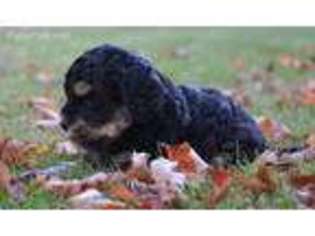 Cavapoo Puppy for sale in Watertown, MN, USA