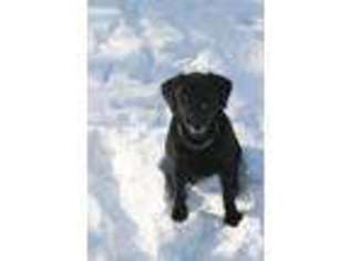 Labrador Retriever Puppy for sale in RED OAK, NC, USA