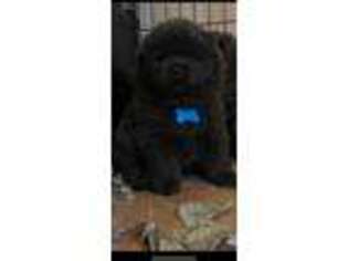 Chow Chow Puppy for sale in Inwood, WV, USA