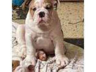Bulldog Puppy for sale in Florissant, MO, USA