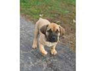 Boerboel Puppy for sale in CROWN POINT, IN, USA