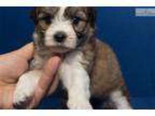 Mal-Shi Puppy for sale in San Antonio, TX, USA