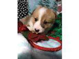 Pembroke Welsh Corgi Puppy for sale in Walkerton, IN, USA