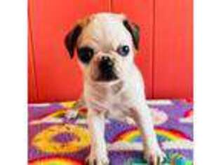 Pug Puppy for sale in Lancaster, CA, USA