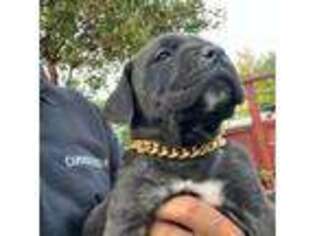 Cane Corso Puppy for sale in Watsonville, CA, USA