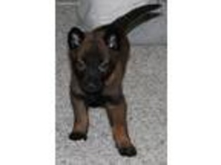 Belgian Malinois Puppy for sale in Pleasant Hope, MO, USA
