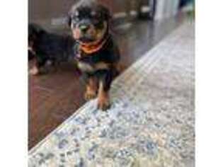 Rottweiler Puppy for sale in Denver, CO, USA