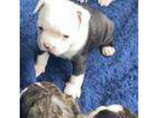 French Bulldog Puppy for sale in Mc Leansville, NC, USA