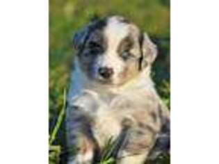 Miniature Australian Shepherd Puppy for sale in Westport, NY, USA