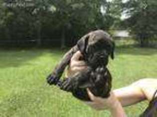 Cane Corso Puppy for sale in Safety Harbor, FL, USA