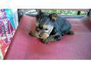 Yorkshire Terrier Puppy for sale in Holly Pond, AL, USA