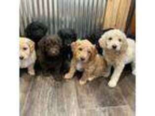 Goldendoodle Puppy for sale in Clifford, MI, USA