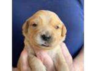 Golden Retriever Puppy for sale in Saint Paul, MN, USA