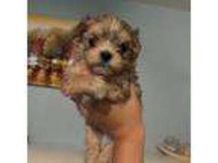 Yorkshire Terrier Puppy for sale in Brookfield, IL, USA