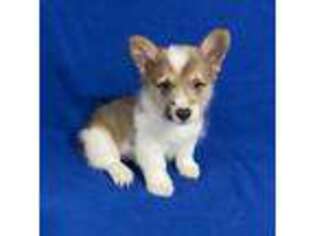 Pembroke Welsh Corgi Puppy for sale in Eaton, OH, USA