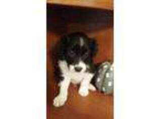 Border Collie Puppy for sale in Ocala, FL, USA