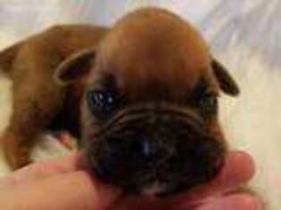 Boxer Puppy for sale in Blounts Creek, NC, USA