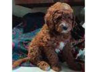 Goldendoodle Puppy for sale in Stockton, NJ, USA