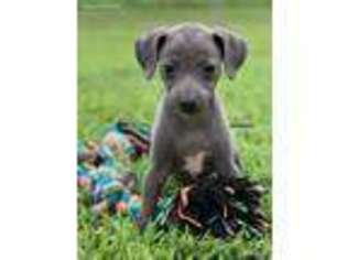 Italian Greyhound Puppy for sale in Norwood, MO, USA