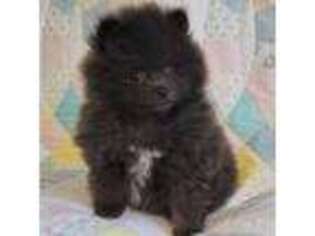 Pomeranian Puppy for sale in Orrville, OH, USA