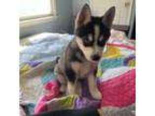 Alaskan Klee Kai Puppy for sale in New Milford, NJ, USA