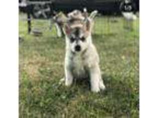 Siberian Husky Puppy for sale in Utica, NY, USA