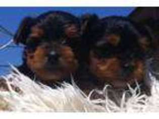 Yorkshire Terrier Puppy for sale in SOUTH GATE, CA, USA