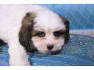 Cavachon Puppy for sale in Lyons, NE, USA