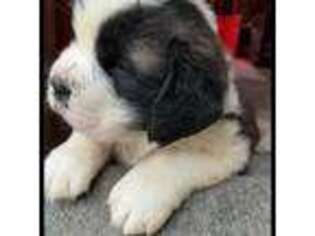 Saint Bernard Puppy for sale in New Philadelphia, OH, USA