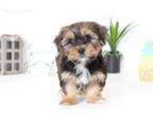 Shorkie Tzu Puppy for sale in Bonita Springs, FL, USA