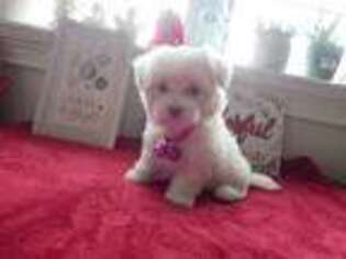 Maltese Puppy for sale in Cumming, GA, USA