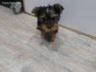 Yorkshire Terrier Puppy for sale in Uniontown, PA, USA