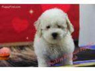 Bichon Frise Puppy for sale in Hickory, NC, USA