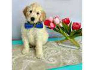 Goldendoodle Puppy for sale in Windham, NH, USA