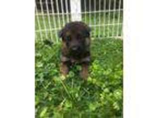 German Shepherd Dog Puppy for sale in Lower Salem, OH, USA