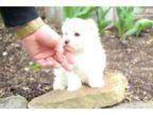 Maltese Puppy for sale in Canton, OH, USA