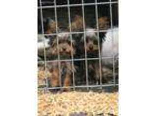 Yorkshire Terrier Puppy for sale in Strunk, KY, USA