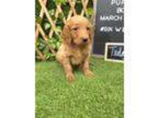 Goldendoodle Puppy for sale in Greenwood, AR, USA