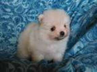 Pomeranian Puppy for sale in Victorville, CA, USA