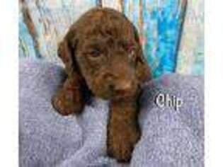Labradoodle Puppy for sale in Shell Knob, MO, USA