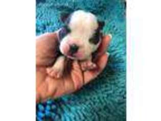 Boston Terrier Puppy for sale in Terrebonne, OR, USA