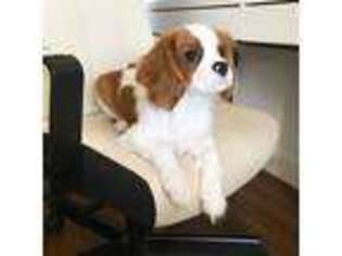 Cavalier King Charles Spaniel Puppy for sale in Bridgeport, CT, USA