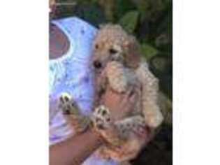 Labradoodle Puppy for sale in Riverside, CA, USA