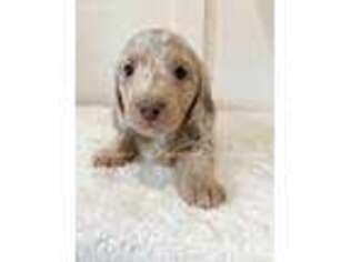 Dachshund Puppy for sale in Kernersville, NC, USA