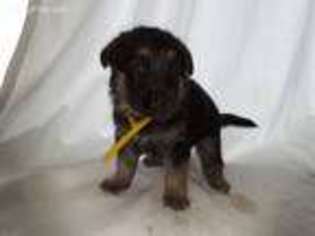 German Shepherd Dog Puppy for sale in Saline, MI, USA