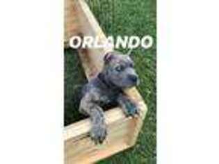 Cane Corso Puppy for sale in Vero Beach, FL, USA