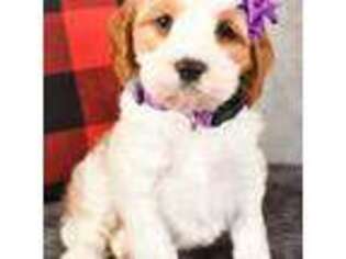 Cavapoo Puppy for sale in Lowell, MA, USA